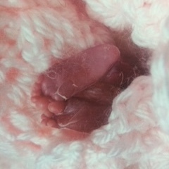 Team Page: Yalon's Angels